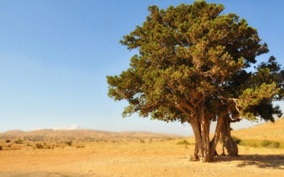 Partez au Liban promouvoir la Francophonie !